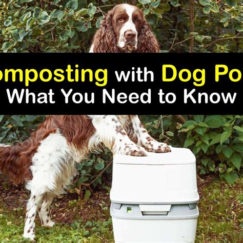 does dog poop make good fertilizer|Dog Poop Fertilizer: Turning Dog Poop Into Garden .